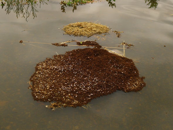 Fire Ants Link Together to Stay Afloat