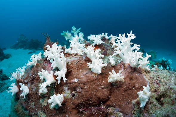 Best Protected Great Barrier Reef Corals Are Now Dead
