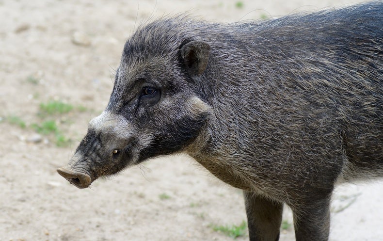 Add Another Animal to the List of Tool Users: Pigs - Scientific American