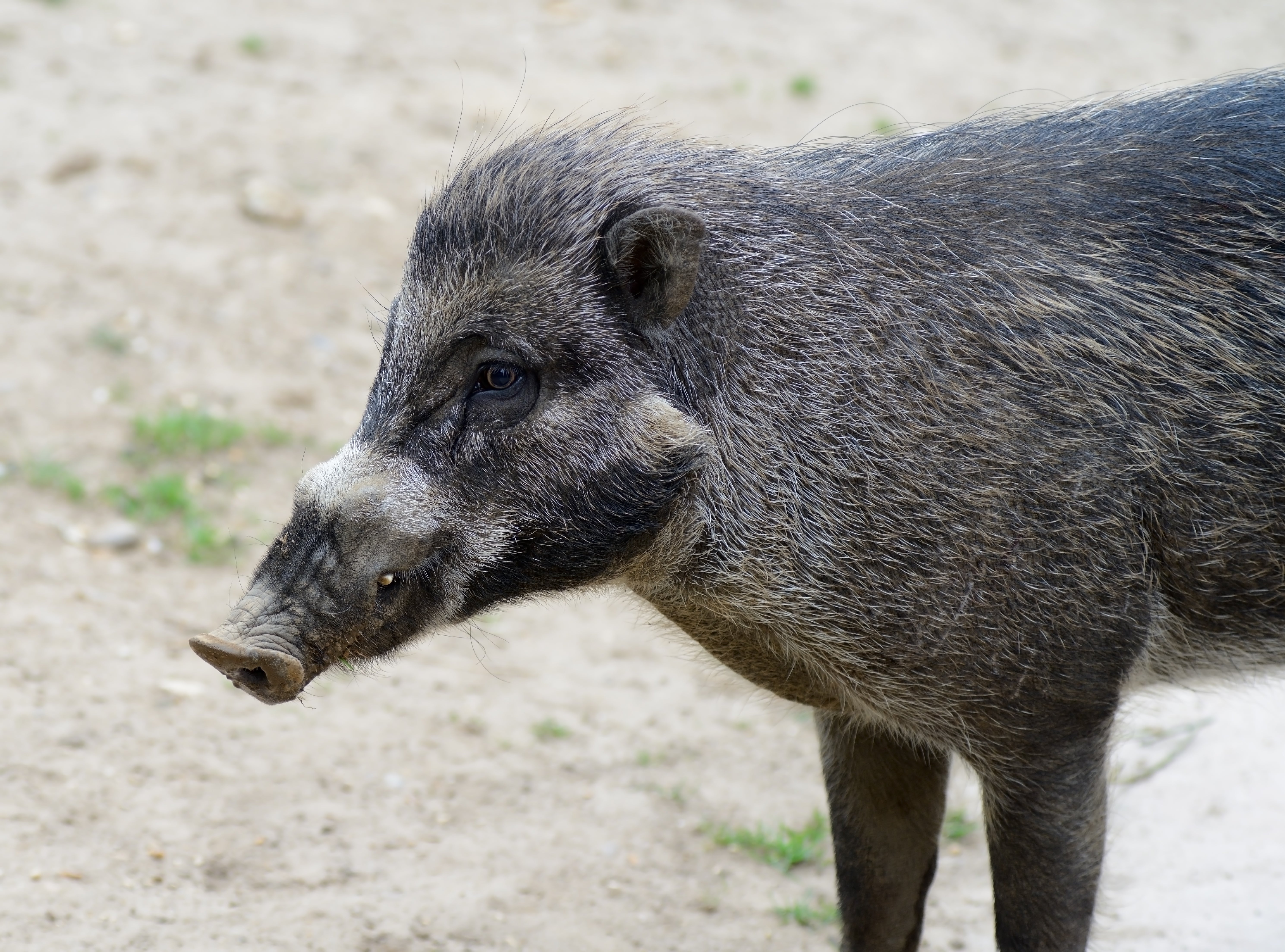 Add Another Animal to the List of Tool Users: Pigs - Scientific American
