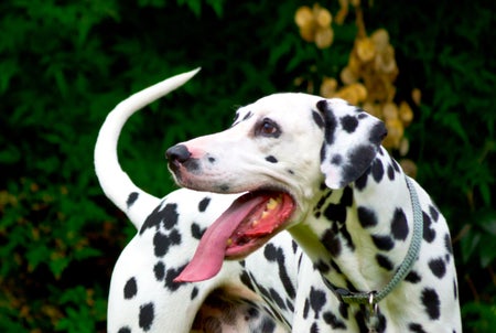 Dalmation standing outside, head turns towards tail