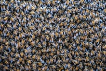 Beehives Are Held Together by Their Mutual Gut Microbes