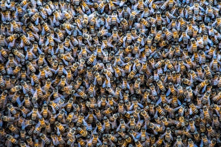 Bees crowded on the surface of a honeycomb.