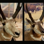 PRONGHORN ANTELOPE--BEFORE AND AFTER