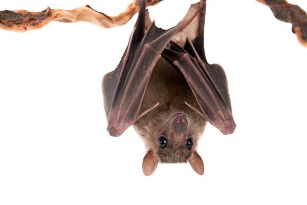 Egyptian fruit bat hanging upside down