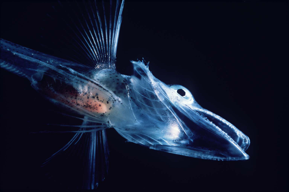 Icefish Study Adds Another Color to the Story of Blood