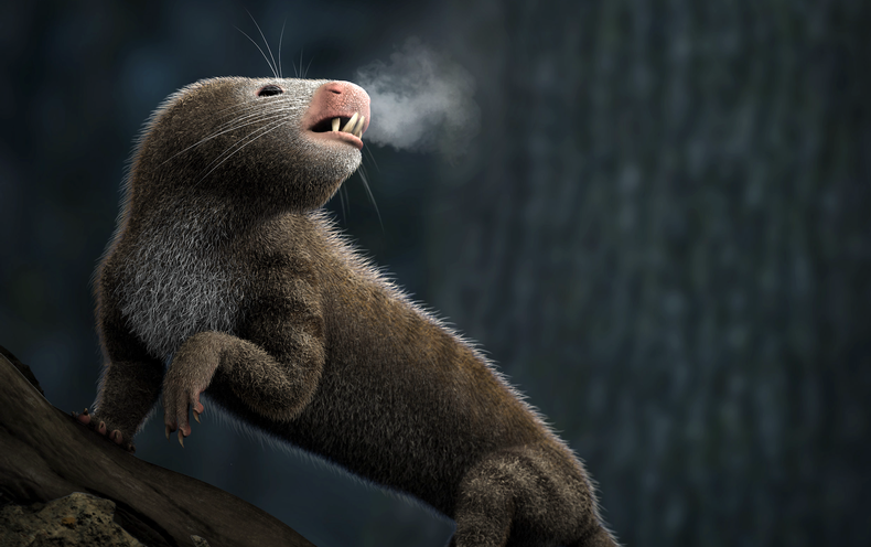 New Evidence Emerges in Mystery of When Mammals Became Warm-Blooded -  Scientific American