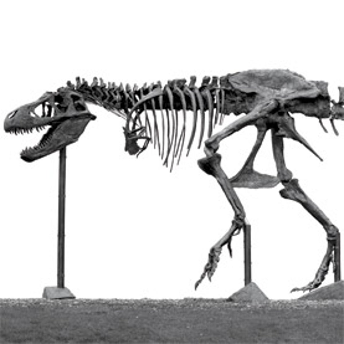Take a Look at the Skeleton of a Pregnant T-Rex Dinosaur Called