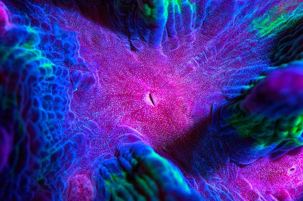 The Kaleidoscopic Art of Threatened Corals