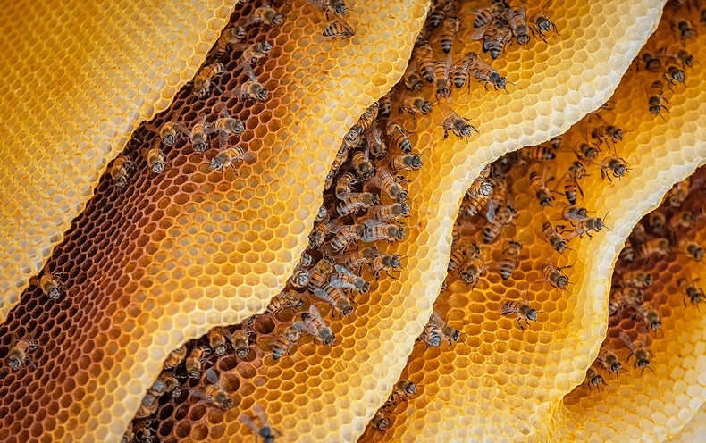 The Problem with Honey Bees
