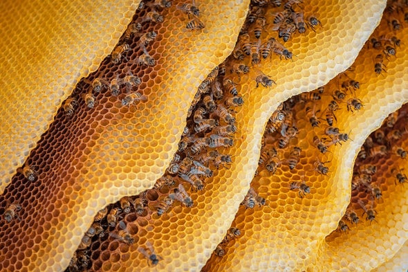 The Problem with Honey Bees