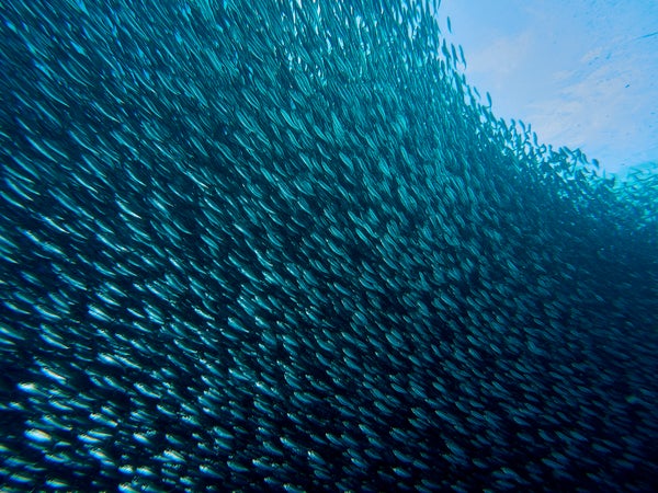 A school of sardines in shallow water.