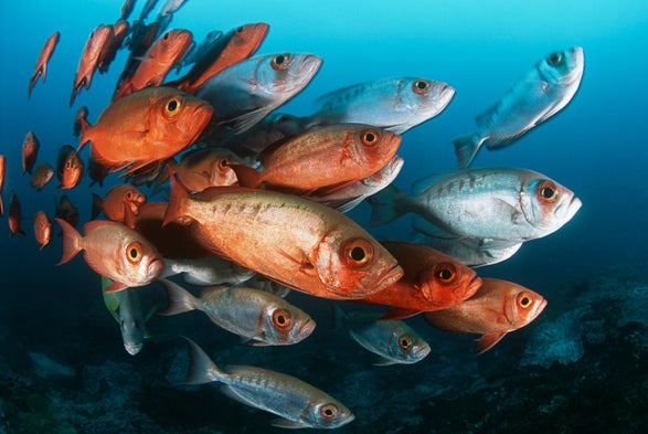 how fish cool off global warming scientific american