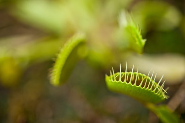 Venus Flytrap Inspires New Material That Snaps Back into Shape