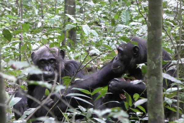 A chimpanzee showing a leaf to her mother in forest