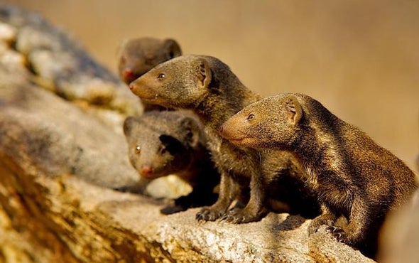 Mongooses Gift Grooming for Guard Duty