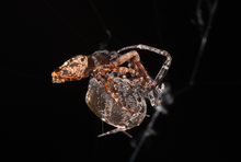 These Spiders Spring Off Their Mates to Avoid Sexual Cannibalism