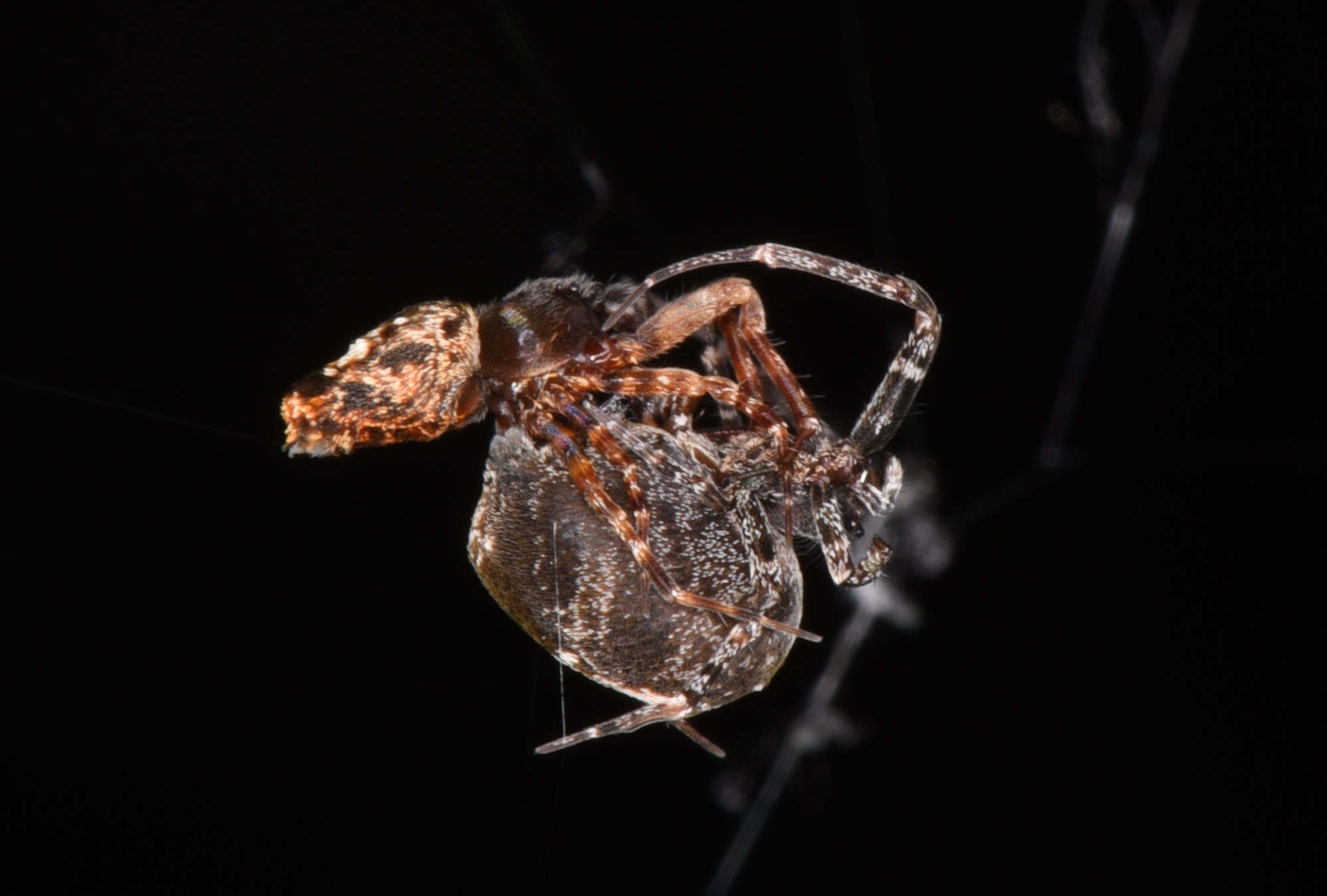 vernieuwen zonsopkomst wit These Spiders Spring Off Their Mates to Avoid Sexual Cannibalism -  Scientific American