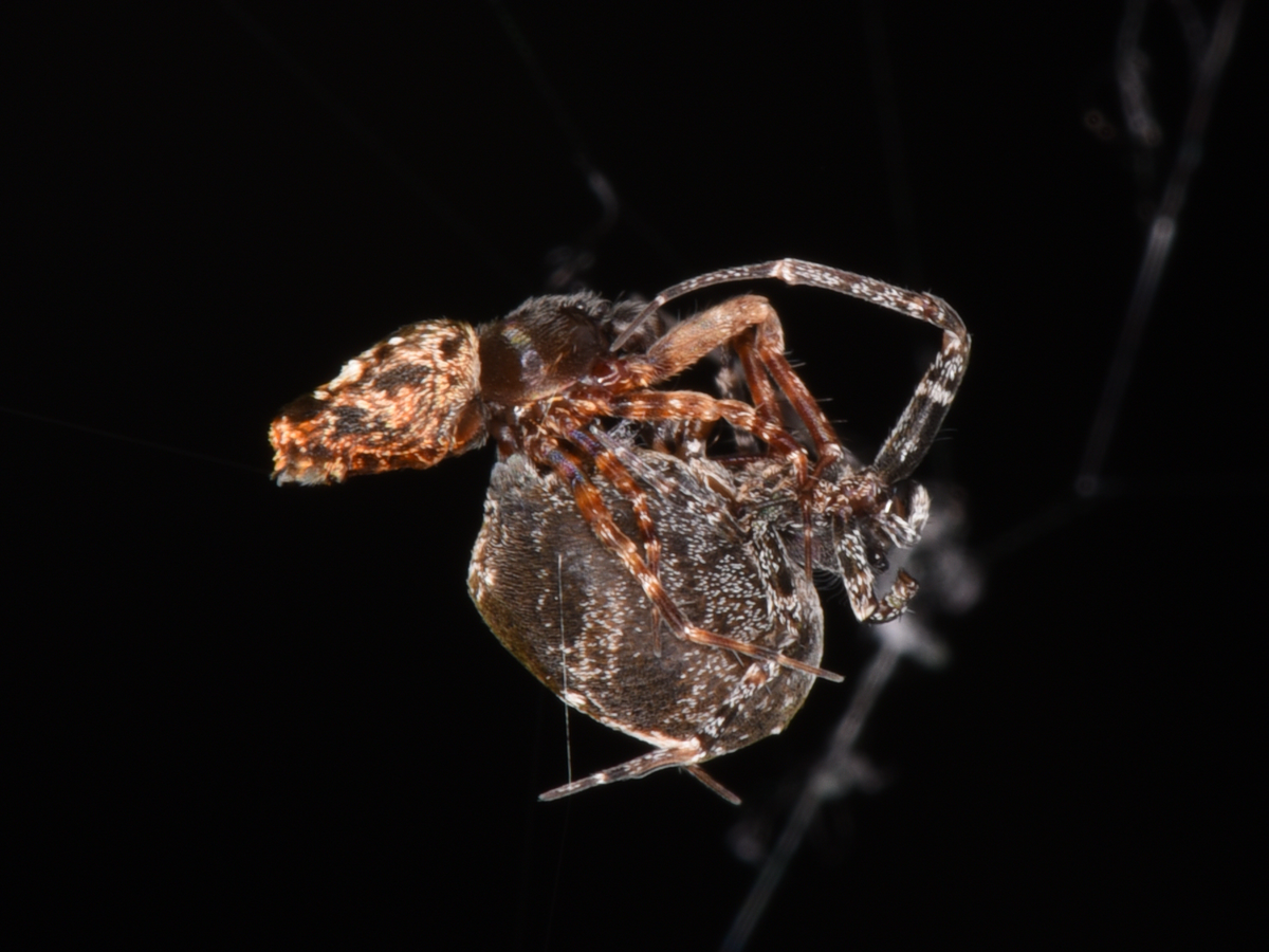 These Spiders Spring Off Their Mates to Avoid Sexual Cannibalism |  Scientific American