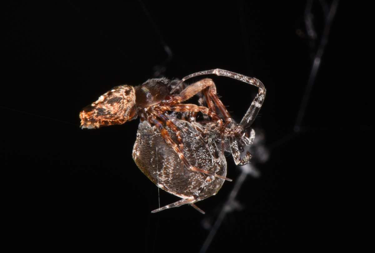 Why do spiders eat their own webs? - Discover Wildlife