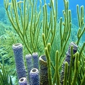 Purple Tube Sponges and Black Sea Rod.