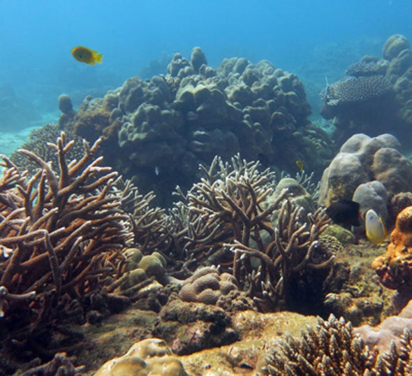 Coral Reefs Show Remarkable Ability to Recover from Near Death