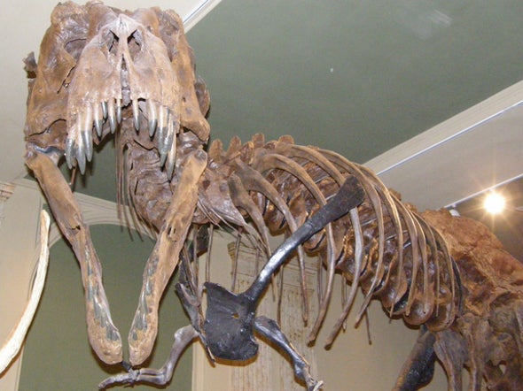 <i>T. rex</i> Was Likely an Invasive Species