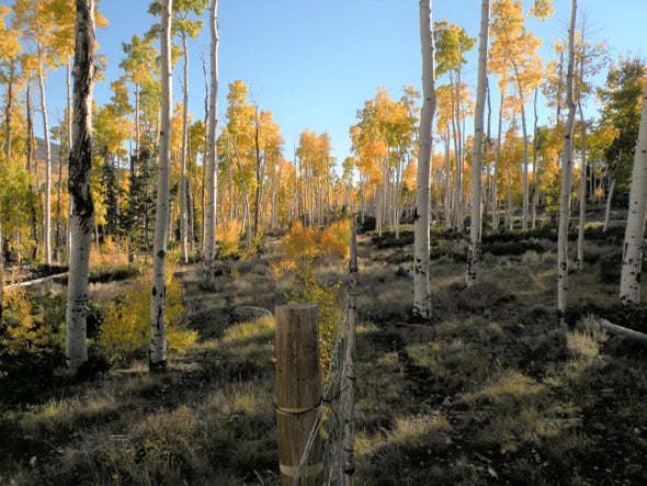 World's Largest Organism Faces Bleak Future