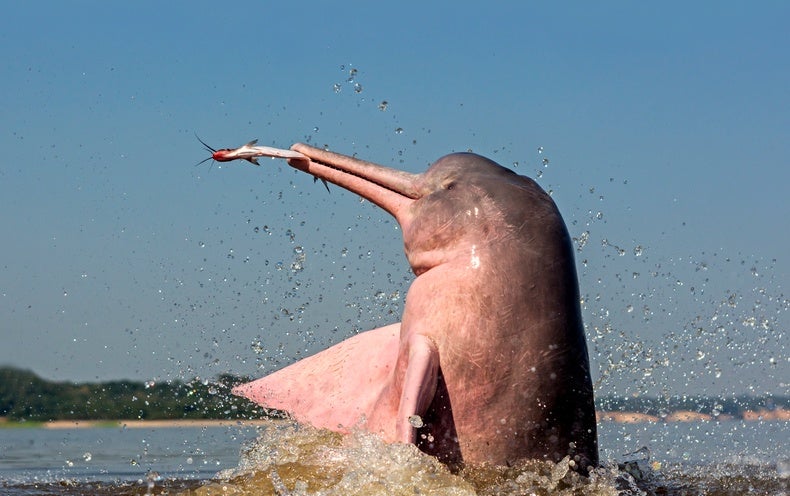 River Dolphins Have A Wide Vocal Repertoire Scientific American