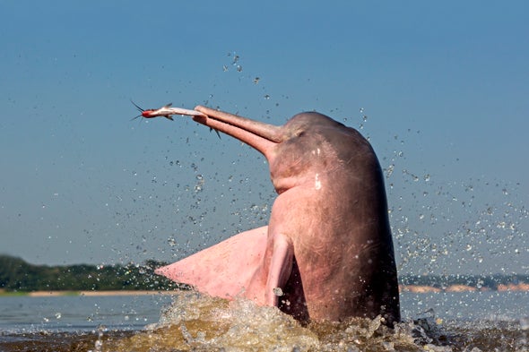 River Dolphins Have a Wide Vocal Repertoire
