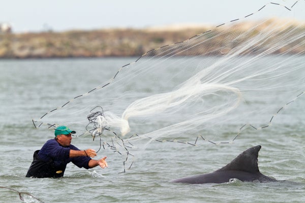 A fisherman in the water, throwing a net as a dolphin is seen swimming toward the fisherman.