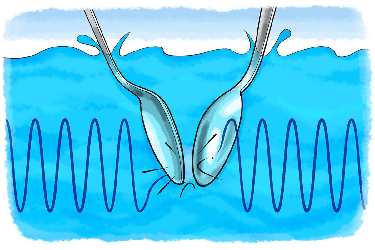 How sound waves reach the brain Video & Image