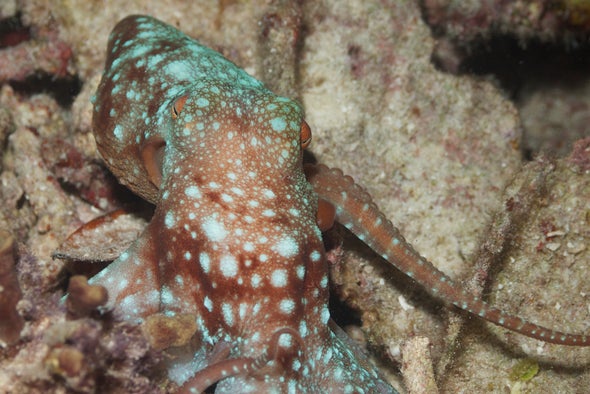Octopuses Invade Welsh Beach–Here Are the Scientific Theories Why