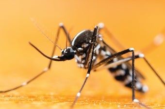 Low-Income Baltimore Blocks Host Bigger, More Dangerous Mosquitoes  