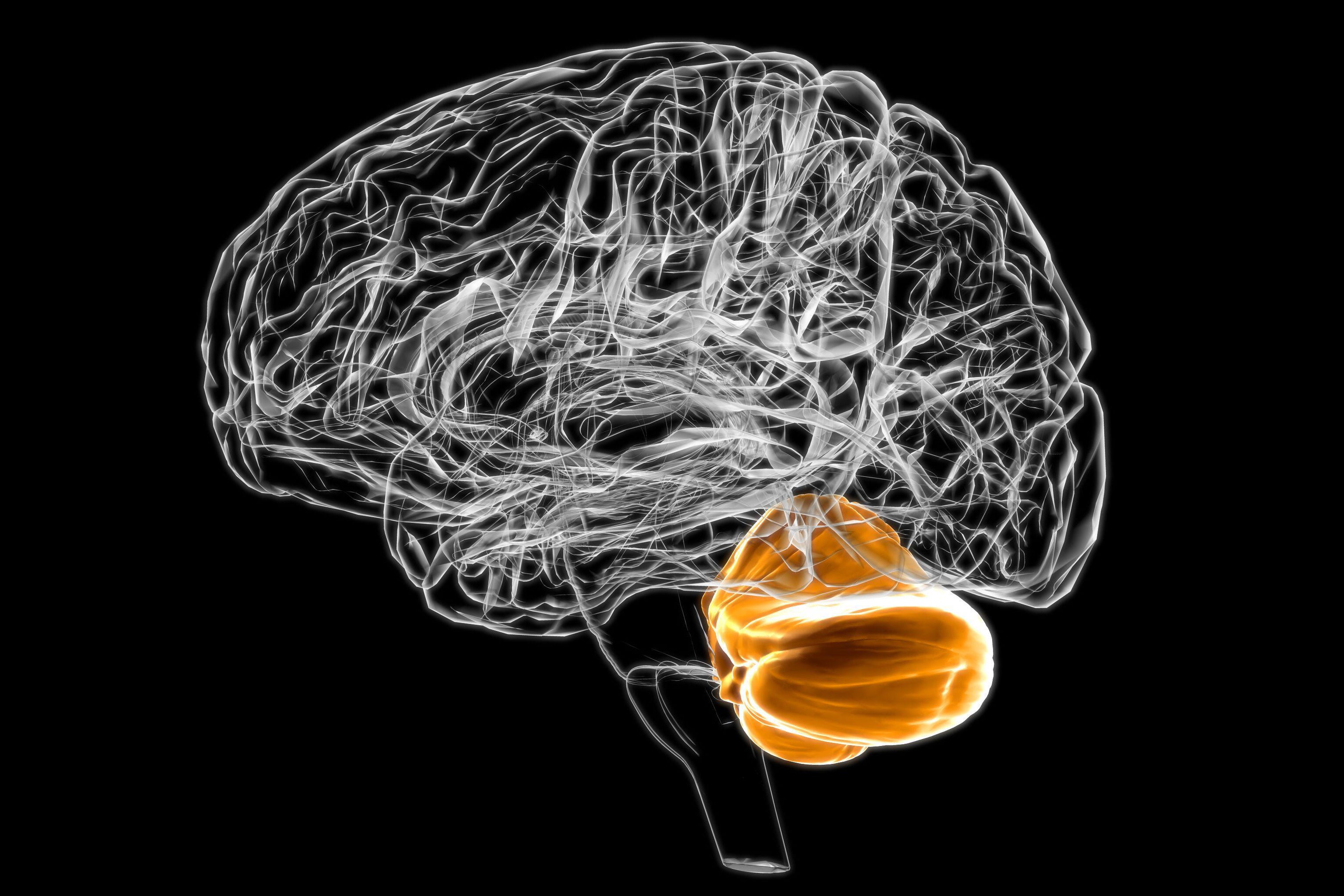 brain cerebellum