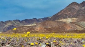 Death Valley "Super Bloom" Is a Rare Desert Wildflower Show