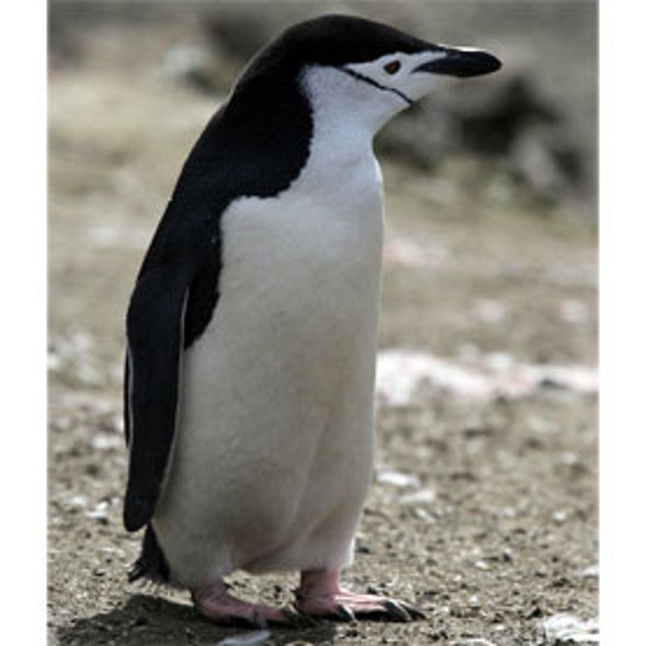 Zooniverse: Penguin Watch
