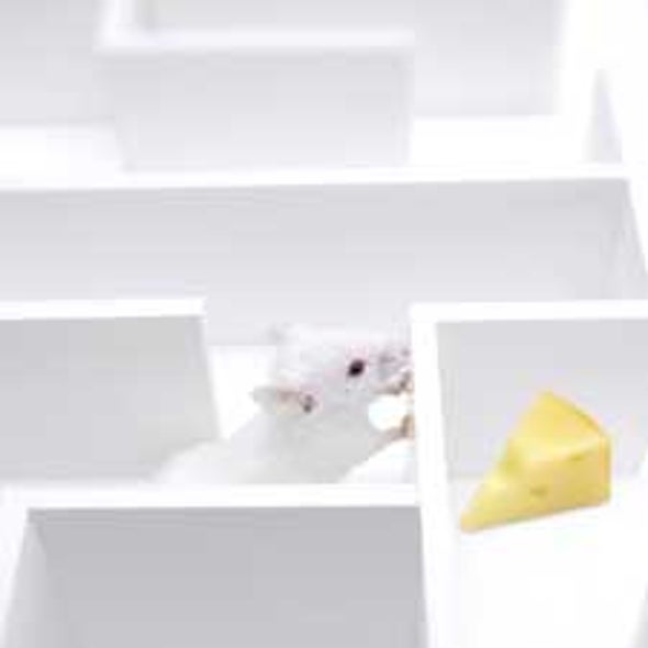 Lost? Evidence That Sense of Direction Is Innate
