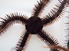 Brittle Stars Can 
