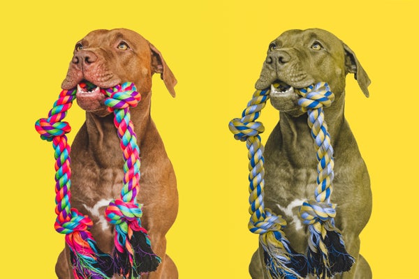 Duplicate images of a dog holding a colorful rope toy in its mouth, in regular color on the left and in a simulated color spectrum that dogs are able to see