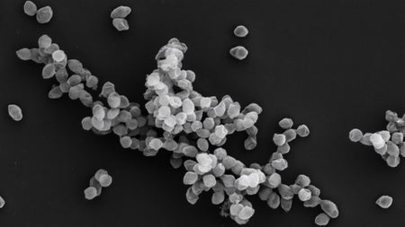 Tiny rounded bacteria sit clumped together on a black background