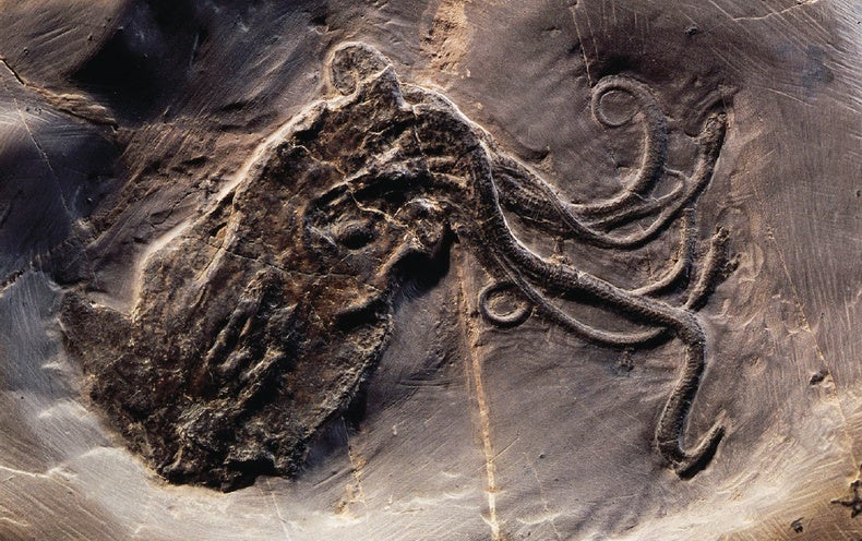 See the Best Fossil Octopus Ever Found - Scientific American