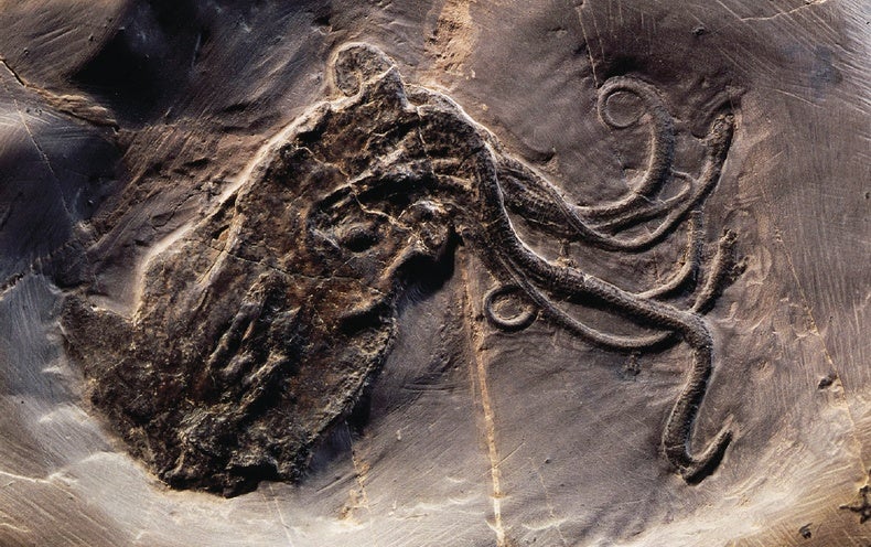 Top 97+ imagen octopus fossil