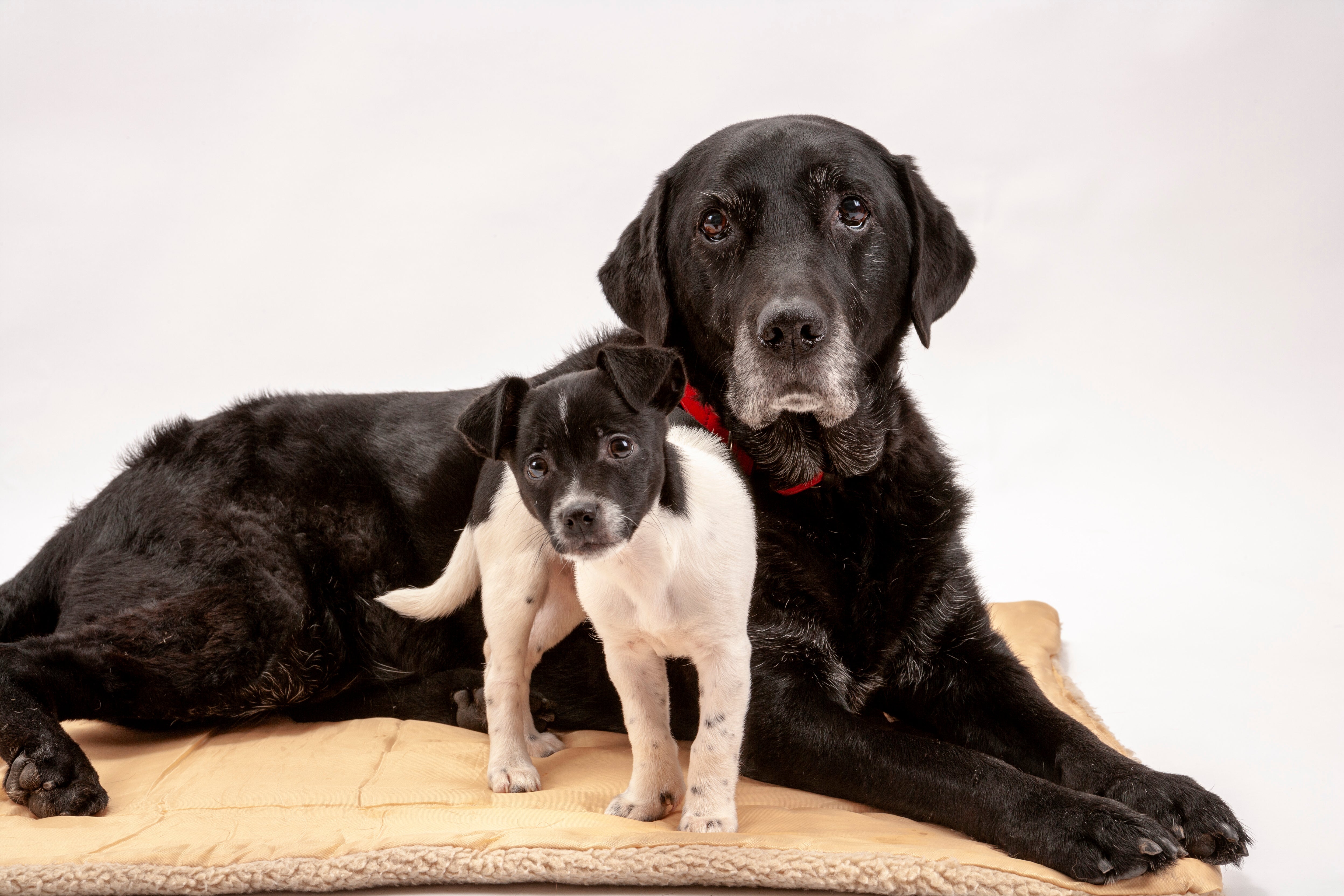 Labrador store human age