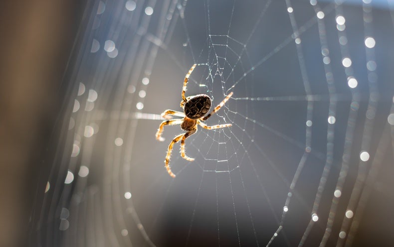 These Spiders Use Their Webs Like Huge Silky Ears