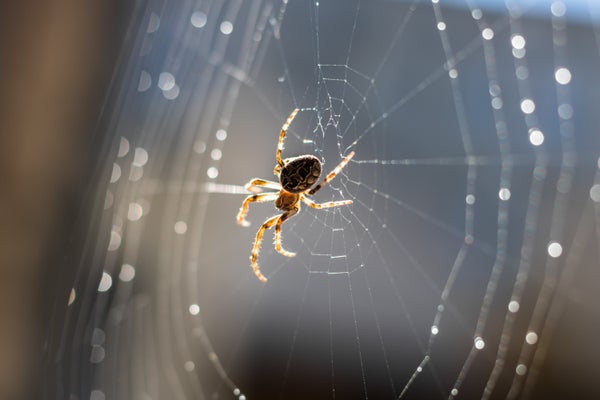 A spider sitting in the middle of web lit from underneath by sunlight