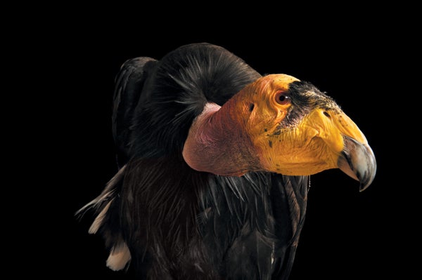 A large bird, with a yellow and black head, pink neck, dark brown body feathers, and white tail feathers, photographed against a black background.