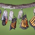 Planting Milkweed for Monarchs? Make Sure it's Native