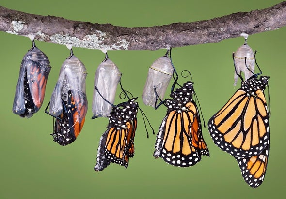 Planting Milkweed for Monarchs? Make Sure It's Native