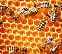 Queen Bee Sperm Storage Holds Clues to Colony Collapse